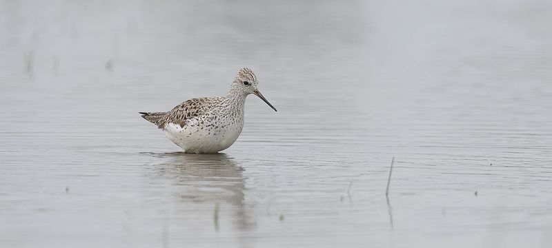 Poelruiter (Marsh Sandpiper)