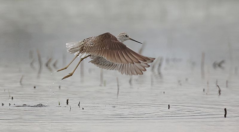 Poelruiter (Marsh Sandpiper)