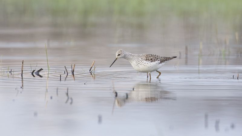 Poelruiter (Marsh Sandpiper)