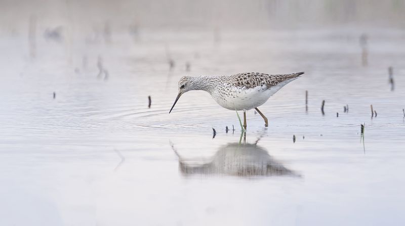 Poelruiter (Marsh Sandpiper)