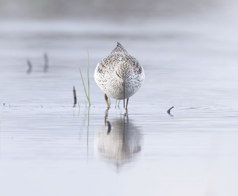 Poelruiter (Marsh Sandpiper)