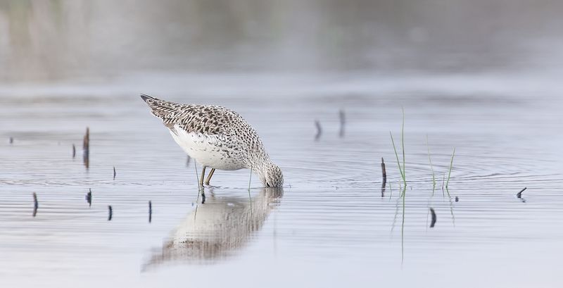 Poelruiter (Marsh Sandpiper)
