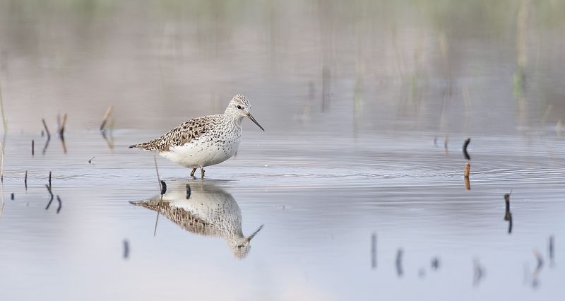 Poelruiter (Marsh Sandpiper)