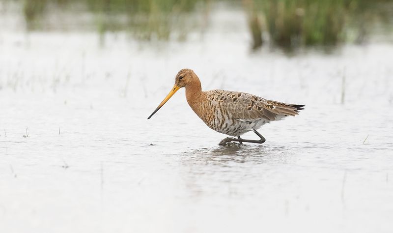 Grutto (Black-tailed Godwit)