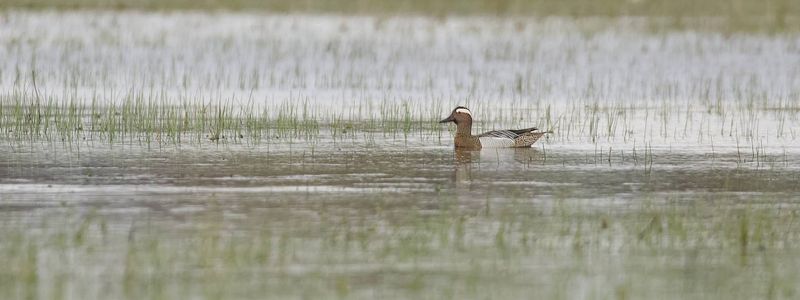 Zomertaling (Garganey)