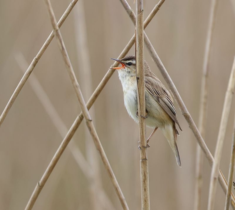Rietzanger (Sedge Warbler)