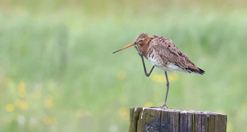 Grutto (Black-tailed Godwit)