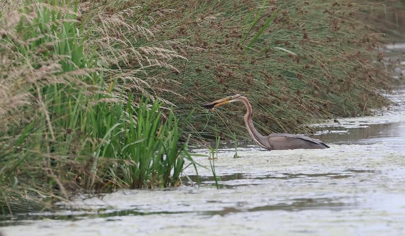 Purperreiger (Purple Heron)