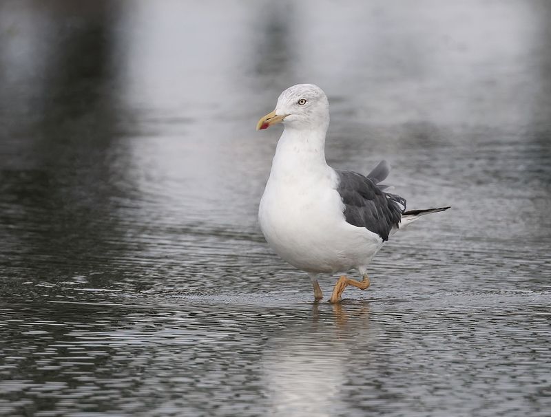 Kleine Mantelmeeuw (Lesser Black-backed Gull)