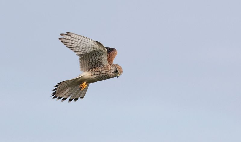 Torenvalk (Common Kestrel)