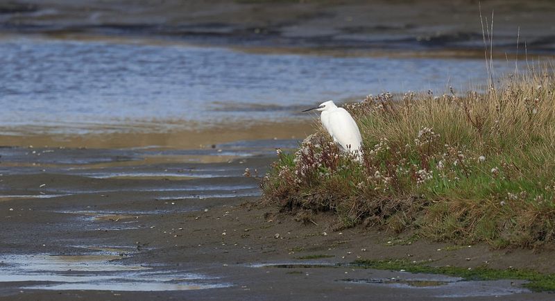 Kleine Zilverreiger (Little Egret)