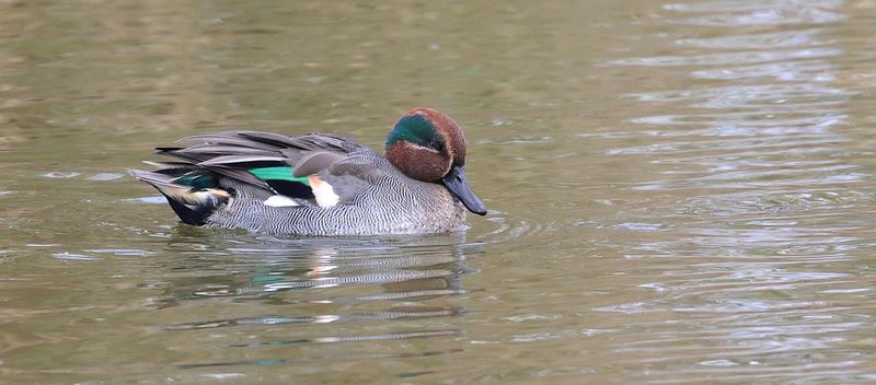 Wintertaling (Eurasian Teal)