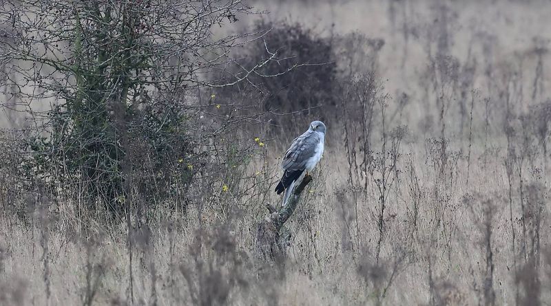 Blauwe Kiekendief (Hen Harrier)