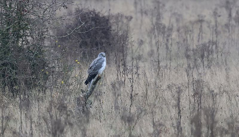 Blauwe Kiekendief (Hen Harrier)