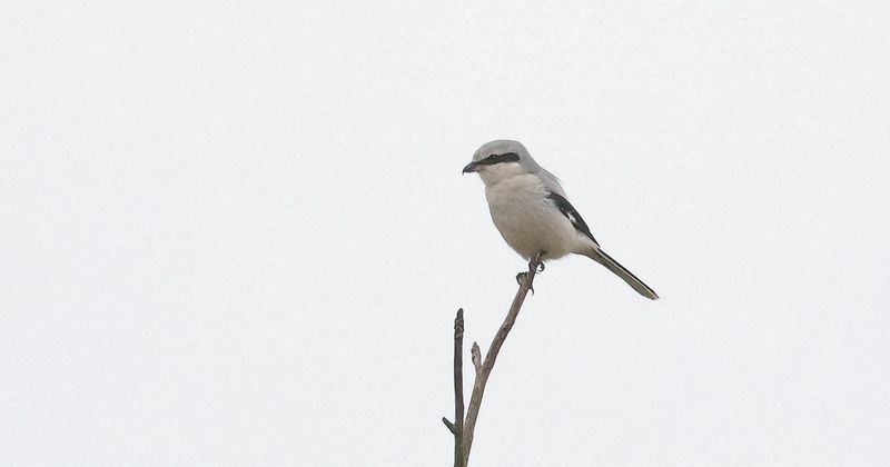 Klapekster (Great Grey Shrike)