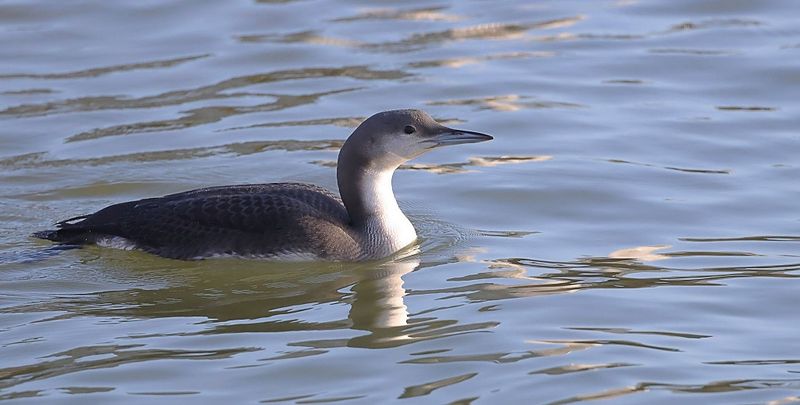 Parelduiker (Black-throated Diver)