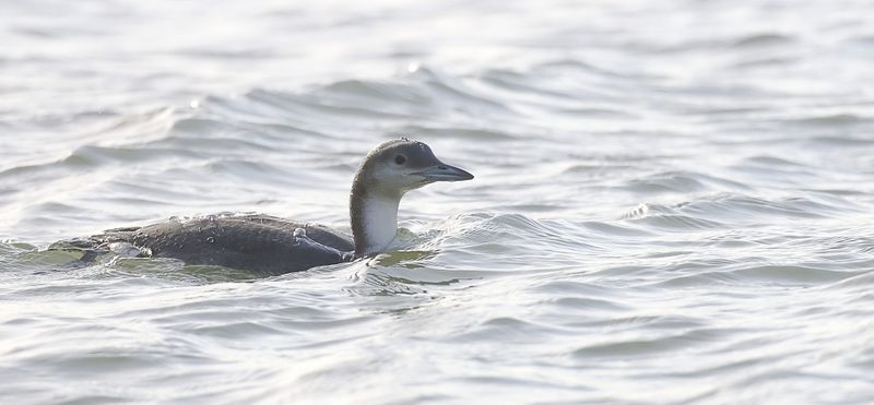 Parelduiker (Black-throated Diver)