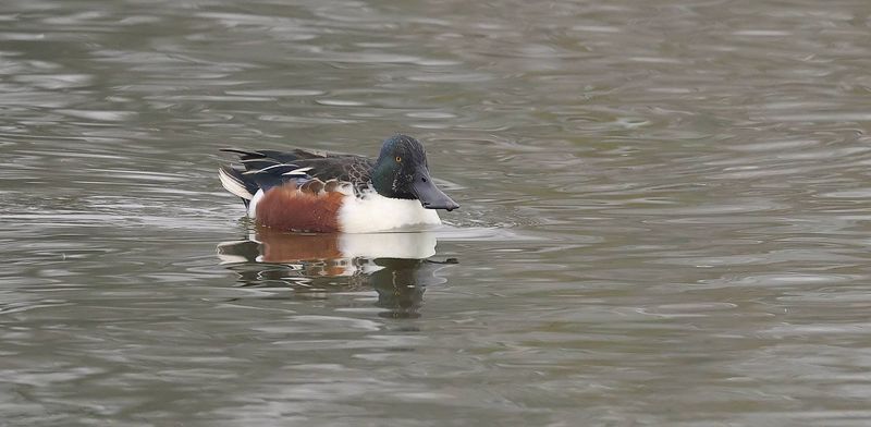 Slobeend (Northern Shoveler)
