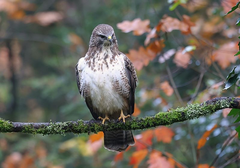 Buizerd (Common Buzzard)