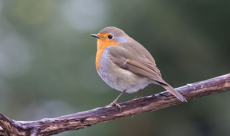 Roodborst (European Robin)