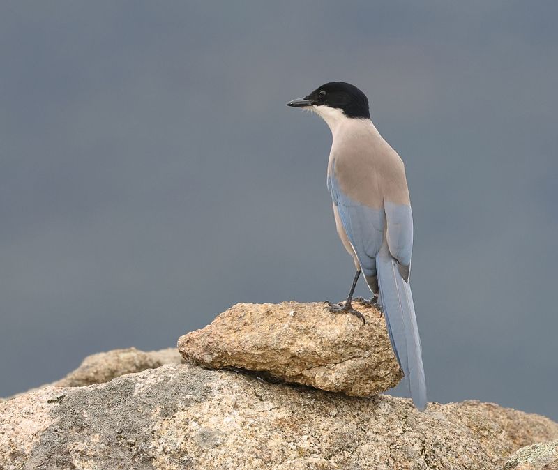 Blauwe Ekster (Iberian Magpie)