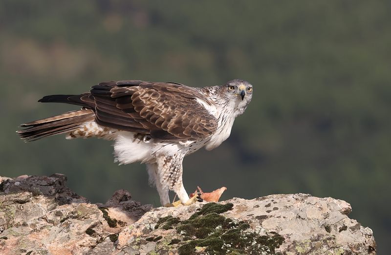 Havikarend (Bonellis Eagle)