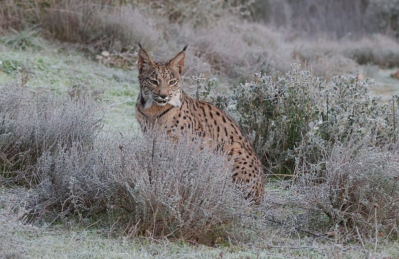 Pardellynx (Iberian Lynx)