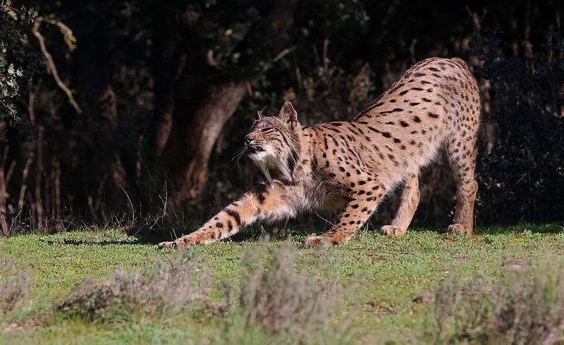 Pardellynx (Iberian Lynx)