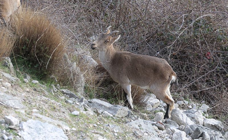 Spaanse- of Iberische Steenbok (Iberian Ibex)
