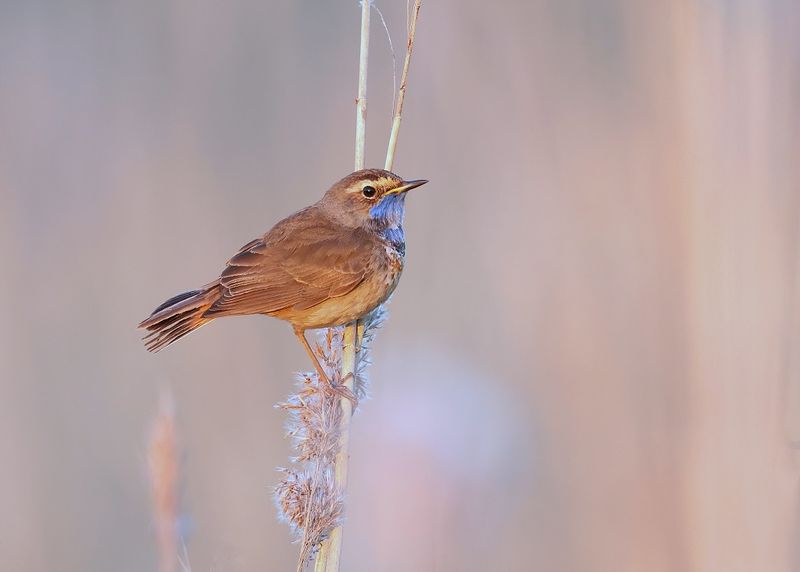 Blauwborst (Bluethroat)