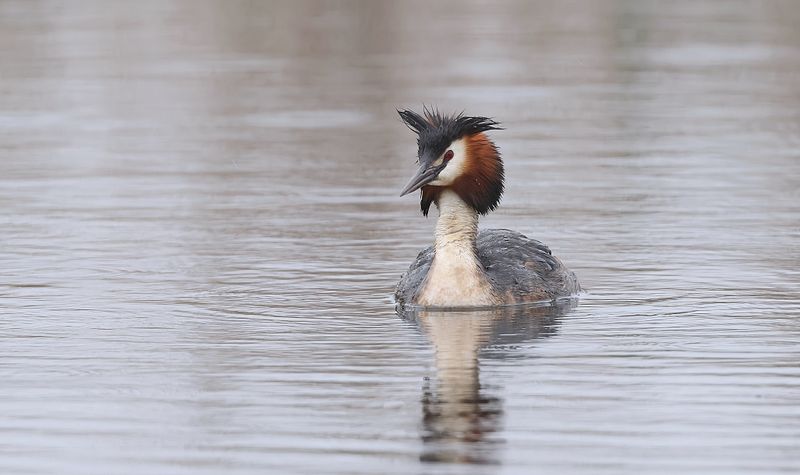 Fuut (Great Crested Grebe) 