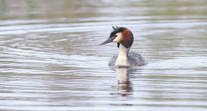 Fuut (Great Crested Grebe) 