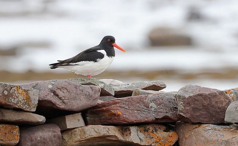 Scholekster (Oystercatcher)