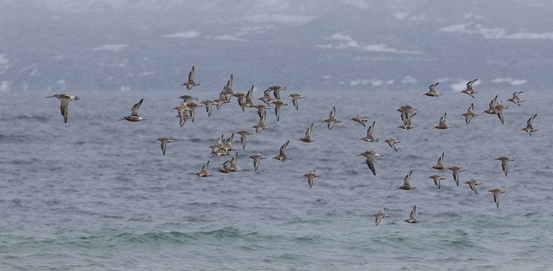 Rosse Gruttos (Bart-tailed Godwits) en Kanoeten (Red Knots)