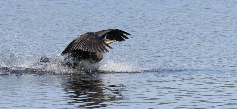 Aalscholver (Great Cormorant)