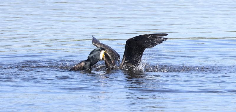 Aalscholver (Great Cormorant)