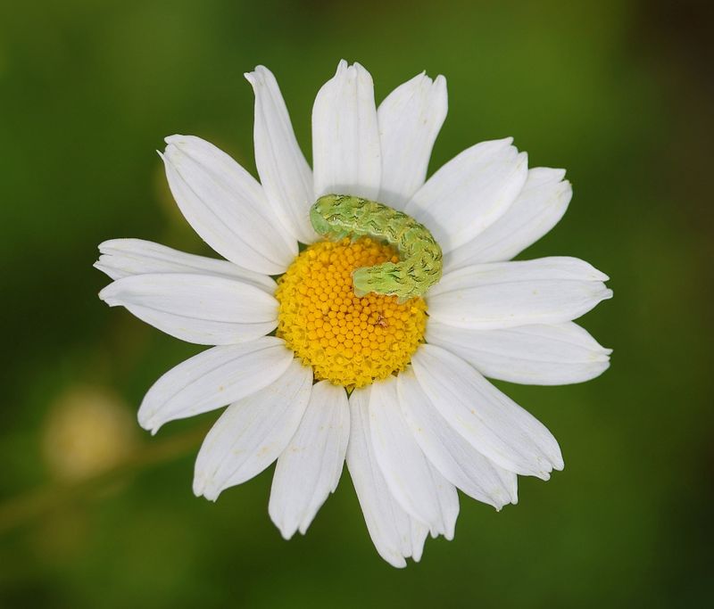 Kamillevlinder (Cucullia chamomillae) - Chamomile Shark