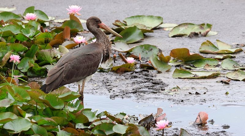 Zwarte Ooievaar (Black Stork)