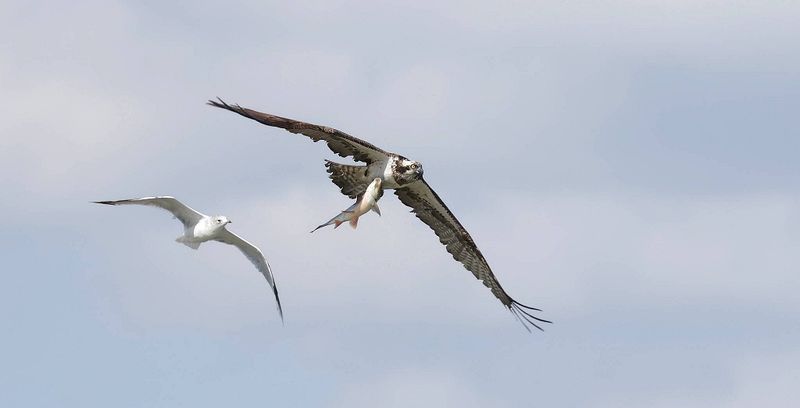 Visarend (Western Osprey)