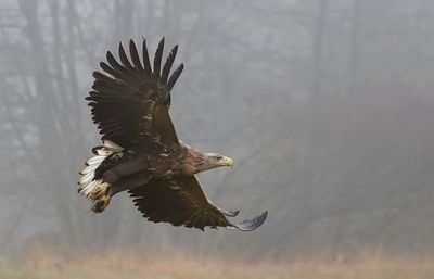 Zeearend (White-tailed Eagle)