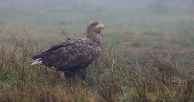 Zeearend (White-tailed Eagle)