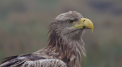 Zeearend (White-tailed Eagle)