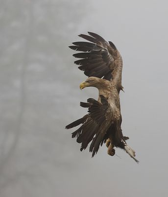 Zeearend (White-tailed Eagle)