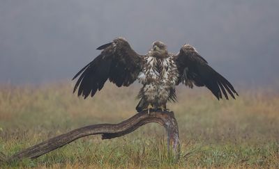 Zeearend (White-tailed Eagle)