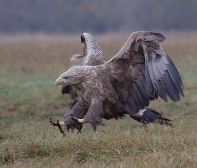 Zeearend (White-tailed Eagle)