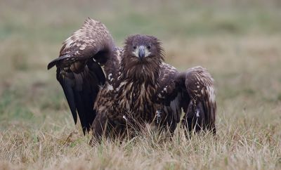 Zeearend (White-tailed Eagle)