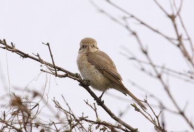 Daurische Klauwier (Isabelline Shrike)