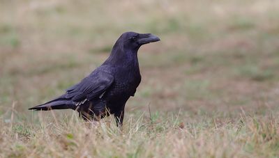 Raaf (Northern Raven)