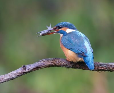 IJsvogel (Common Kingfisher)