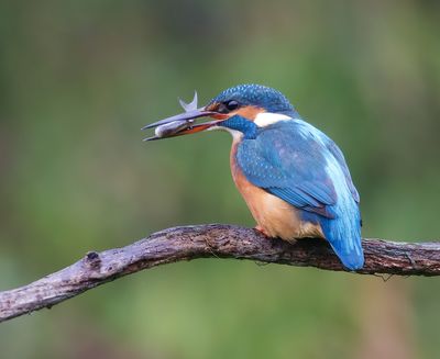 IJsvogel (Common Kingfisher)